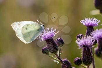 Large White (Pieris brassicae) Butterfly feeding on a thistle flower