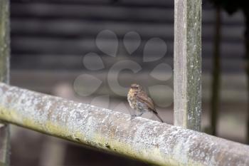 Juvenile Robin perched on a wooden fence