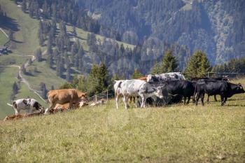 Cattle in the Dolomites near Ortesei St Ulrich, South Tyrol, Italy