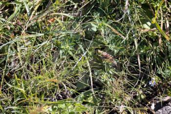 Common Green Grasshopper (Omocestus viridulus) living in the Dolomites