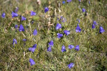 Blue Harebell flowers blooming in the Dolomites