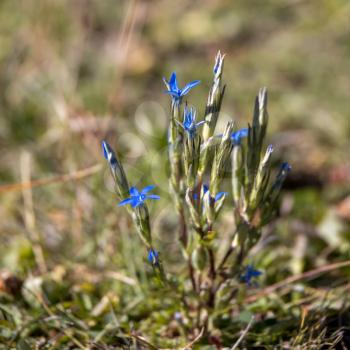 Alpine Gentian (Gentiana nivalis) growing wild in the Dolomites