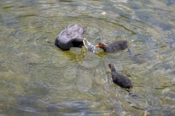 Adult and jevenile Coots on Lake Misurina near Auronzo di Cadore, Veneto, Italy