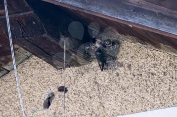 European Barn Swallow (Hirundo rustica) feeding babies in the nest
