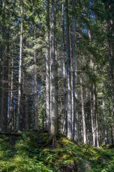 View of the forest in the Natural Park of Paneveggio Pale di San Martino in Tonadico, Trentino, Italy