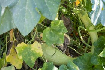 Large misshapen Zucchini or courgette growing in a garden in Italy