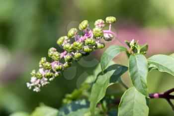 Pokeweed (Phytolacca americana ) berries ripening in Bergamo Italy