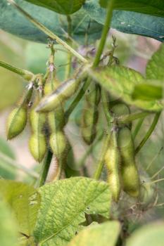 Soy Beans (Glycine max L. Merr) growing in a garden in Italy