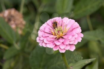 Bee feeding on a Zinnia elegans JacQ. pink flower in Italy