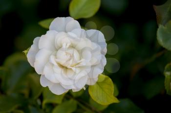 White Japanese Camellia (Camellia japonica) flowering by lake Iseo in Italy