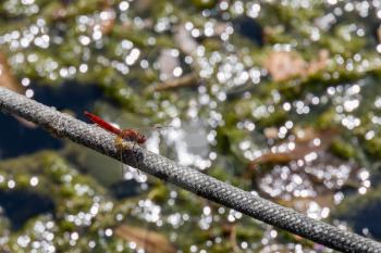 Red-veined darter or nomad (Sympetrum fonscolombii) resting on rope at Lake Iseo in Italy