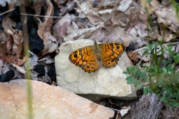 Wall Brown Butterfly (Lasiommata megera) resting on a rock in the sunshien