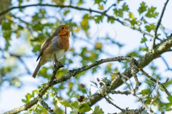 Robin singing in an Hawthorn tree on a summer's day
