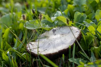 Mushroom growing in the green grass in East Grinstead