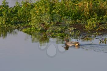 Common Teal (Anas crecca) swimming on a small lake