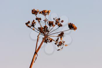 Dead Cow Parsley illuminated by early morning late summer sunshine