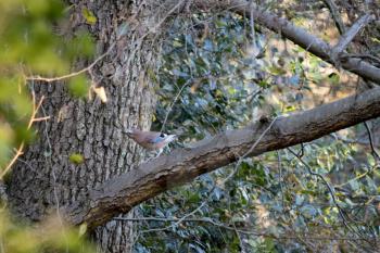 Inquisitive and alert Eurasian Jay (Garrulus glandarius) lperched in a tree