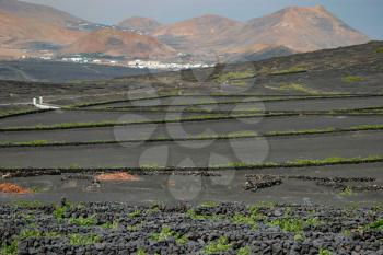 View of Black volcanic soil on farmland in Lanzarote