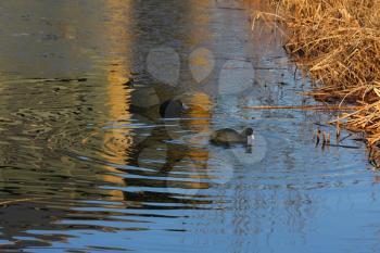 Coots swimming in golden reflections