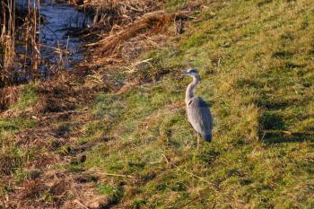 Grey Heron (ardea cinerea) enjoying the winter sunshine