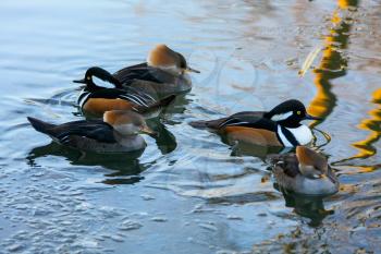 A family of Hooded Mergansers on an icy lake