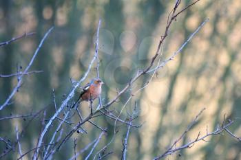 Common Chaffinch (Fringilla coelebs) perched in a tree on a chilly December day