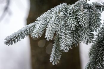 Fir tree covered with hoar frost on a cold winters day