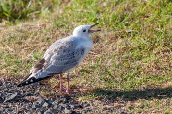 Young Red-billed Gull (Chroicocephalus scopulinus) calling to its mother