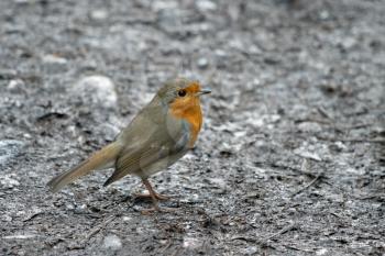Close-up of an alert Robin standing on wet muddy path