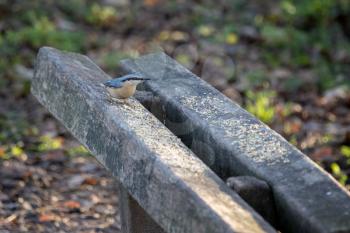 Nuthatch perched on a wooden bench ready to eat some seed