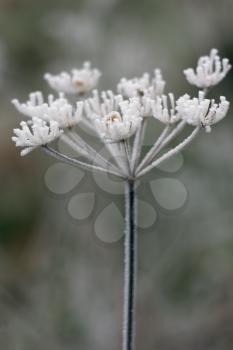 Dead Cow Parsley covered in hoar frost on a winters day