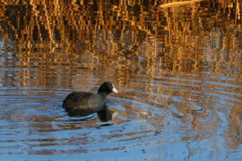 Coot swimming in golden reflections