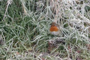 Close-up of an alert Robin standing in grass covered with hoar frost on a winters morning