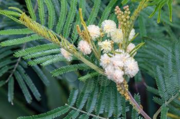 Acacia mearnsii De Wild flowering in Madeira