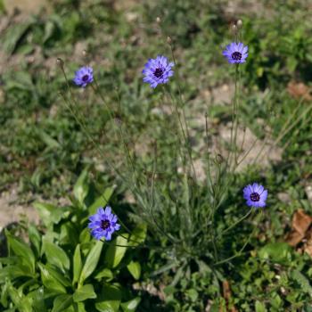 Blue Cornflowers growing next to the promenade in Eastbourne