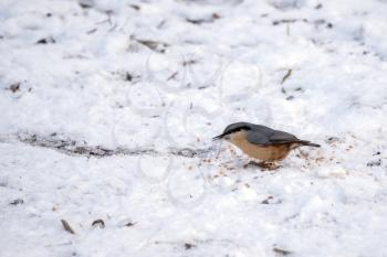 Nuthatch eating some seed in the snow