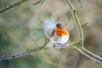 Robin looking alert in a tree on a cold winters day