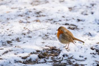 Close-up of an alert Robin standing on a snow covered path