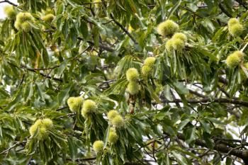 Sweet Chestnut (Castanea sativa)  with unripe chestnuts in summertime