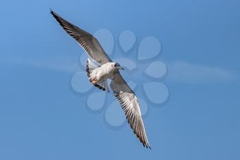 Black-headed gull (Chroicocephalus ridibundus) Flying over Hedgecourt Lake