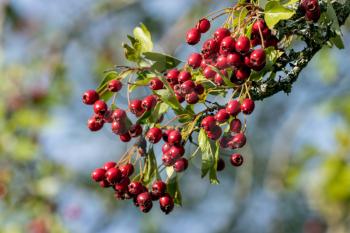 Bright red berries on an Hawthorn tree in late summer