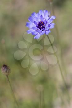 Blue Cornflower growing next to the promenade in Eastbourne
