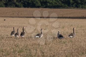 Greylag Geese (Anser anser) resting in a recently harvested wheat field
