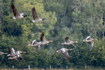 Greylag Geese (Anser anser) flying over a recently harvested wheat field