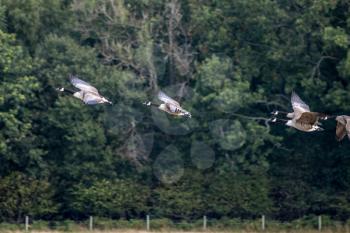 Canada Geese (Branta canadensis) flying over a recently harvested wheat field
