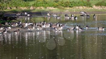 Canada Geese (Branta canadensis) resting in the sunshine at a lake in Sussex