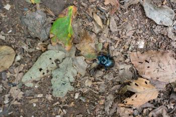 Dung Beetle (Scarabaeinae) walking along the forest floor