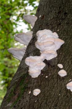 Shelf fungus, also called bracket fungus (basidiomycete) growing on a tree