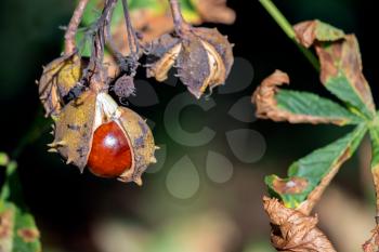 Ripe fruit of the Horse Chestnut tree commonly called conkers