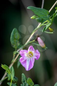 Field bindweed, field morning-glory, small bindweed (Convolvulus arvensis), blooming in East Grinstead